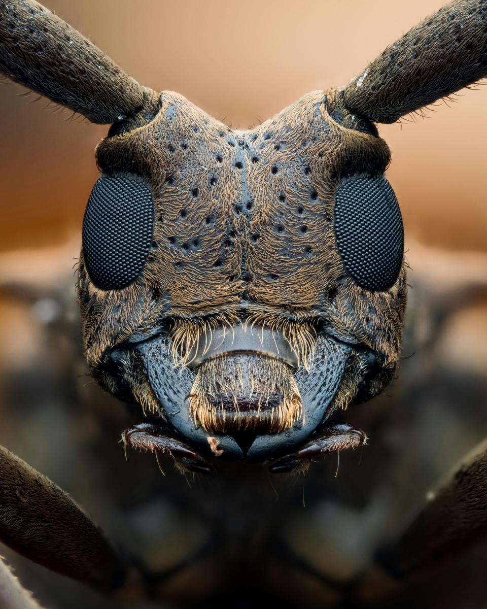 cockchafer beetle