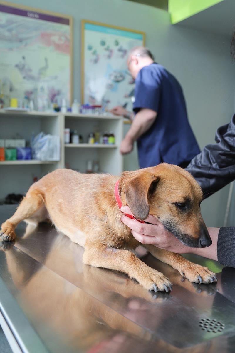 veterinarian puppy