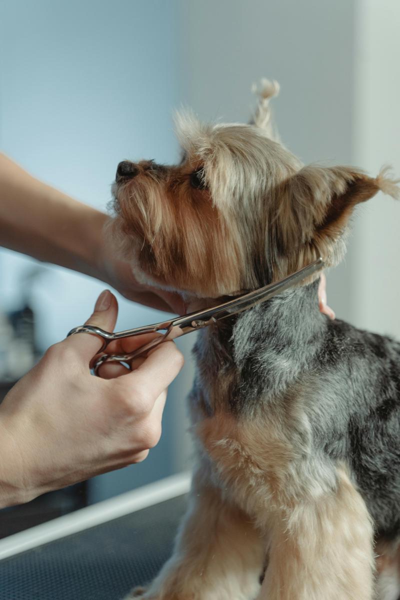 Dog grooming